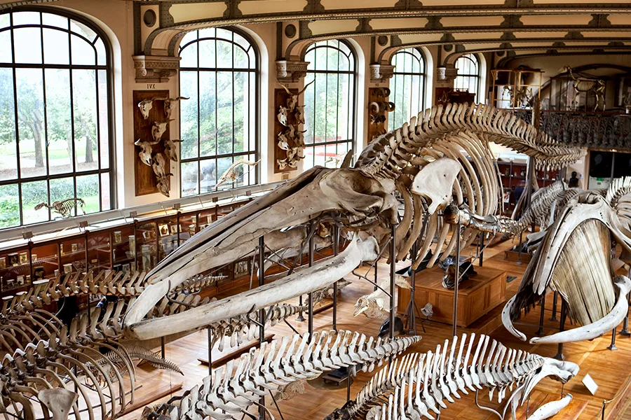 Salle de musée antique explorée via Google Arts and Culture en réalité virtuelle